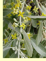Лох серебристый (Elaegnus argentea Pursh.) Лох серебристый (Elaegnus argentea Pursh.)